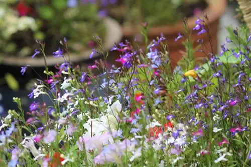 plantas de flores silvestres