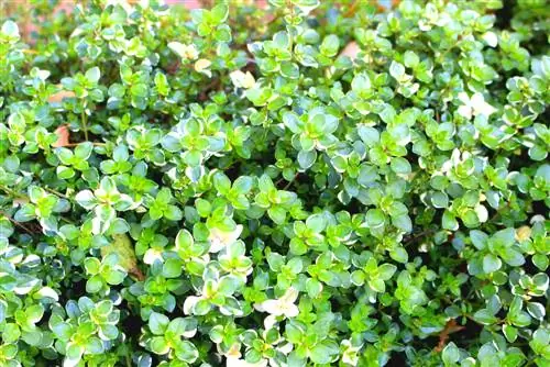 Practical and edible: herbs as ground cover