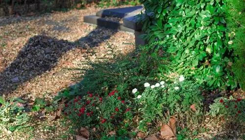 grave planting-ground cover