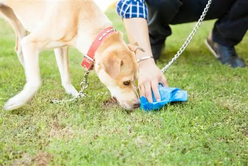 Kotoran anjing di kompos: disarankan atau tidak?