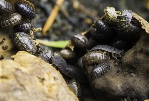 Pom nyob rau hauv lub compost: woodlice li pab nyob rau hauv lub vaj