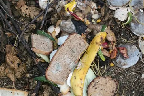 Brood composteren: hoe voorkom ik ongedierte en schimmels?