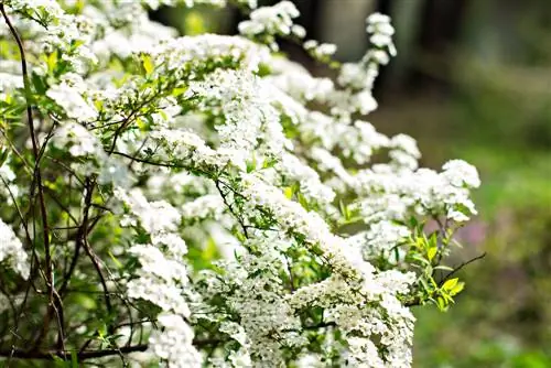 Nakamamanghang garden hedge: 8 halaman na may puting bulaklak