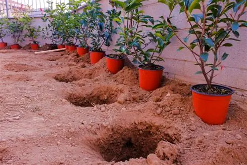 Een haag planten: welke afstand moet je aanhouden?