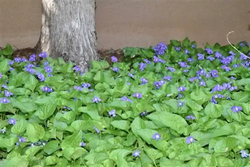 Deshacerse de las malas hierbas con plantas que cubren el suelo: así es como funciona