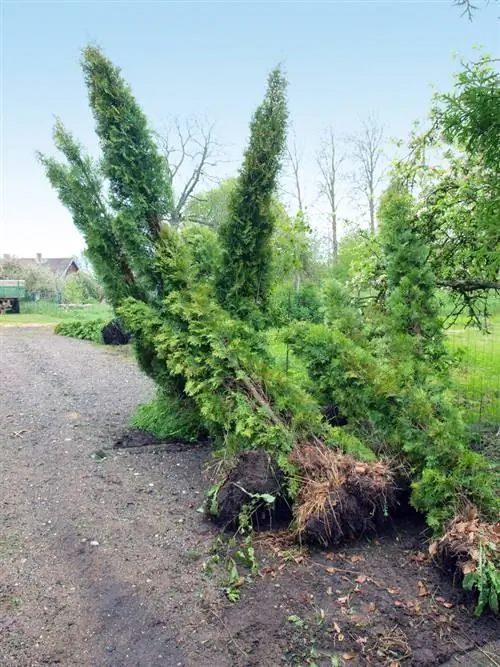 hedge-digging