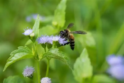 pâturage d'abeilles couvre-sol