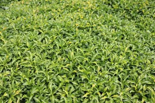 Fertilization of ground cover: How do I promote optimal growth?