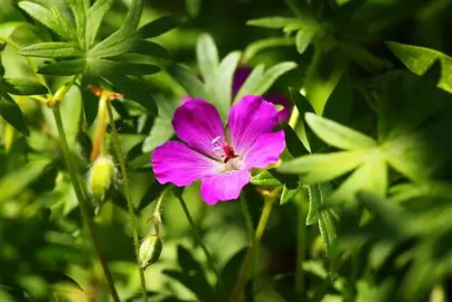 kifuniko cha ardhi cha geranium