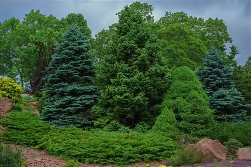 Ground cover: Mga conifer para sa mga hardin na mababa ang maintenance