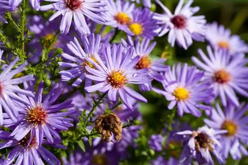 Jardinagem com sucesso em solo argiloso: as melhores plantas de cobertura do solo