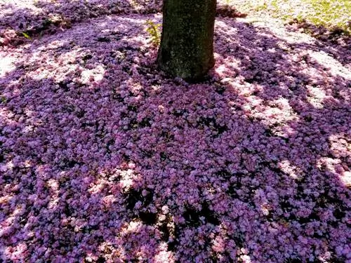 Combine trees and ground cover: This is how you achieve harmony