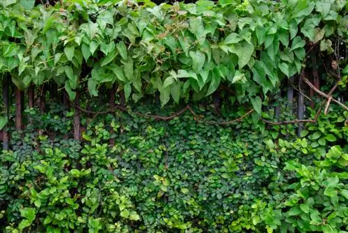 ground cover under hedge