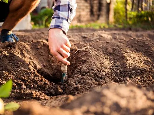 bunddække, når planter