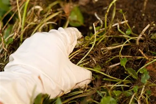 remove ground cover roots