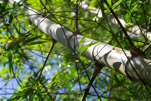 É madeira de bambu? Por que a madeira de bambu é tão versátil