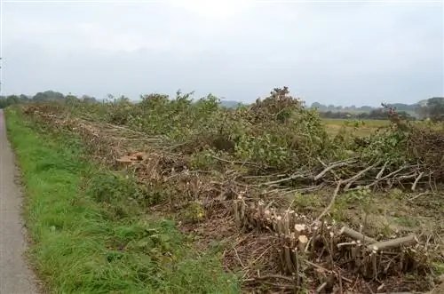 Alisin ang mga hedge nang propesyonal at ligtas: Ganito ito gumagana