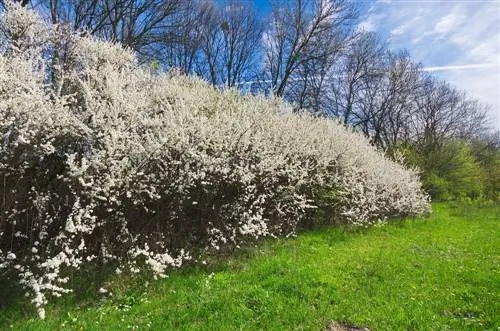 živa meja, enostavna za nego