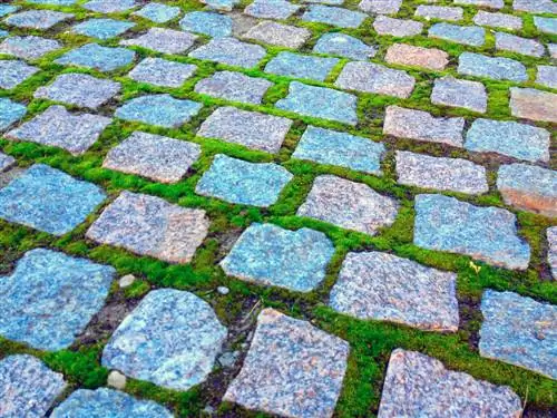 Clean paving joints: Effectively remove moss without chemicals