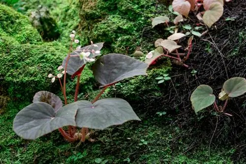 Mos in het bed: probleem of kans voor de tuin?