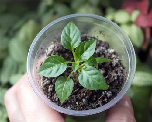 plantas de pimiento picante