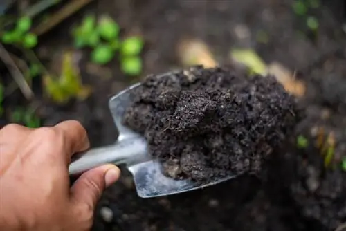 humus compost