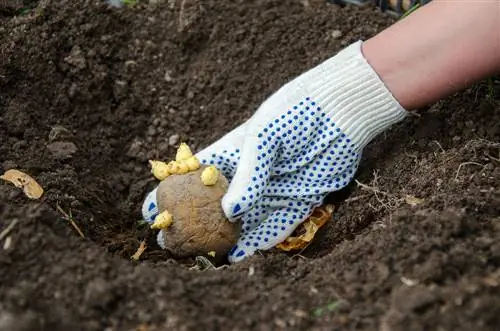 rechtstreeks in compostinstallaties