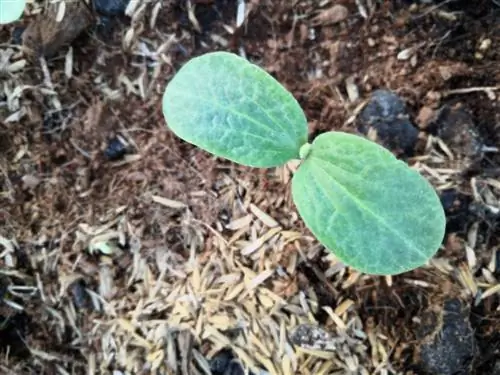 plantas de abóbora em compostagem