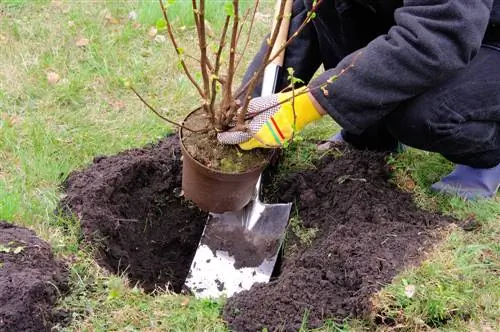 Výsadba keřů: pokyny a tipy krok za krokem