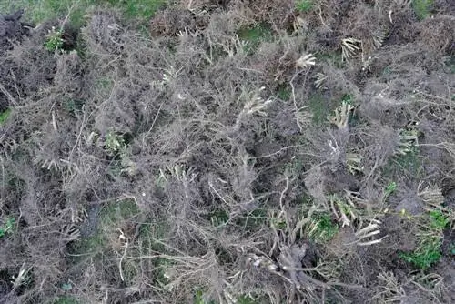 ঝোপ অপসারণ: কখন এবং কীভাবে আপনার এগিয়ে যাওয়া উচিত