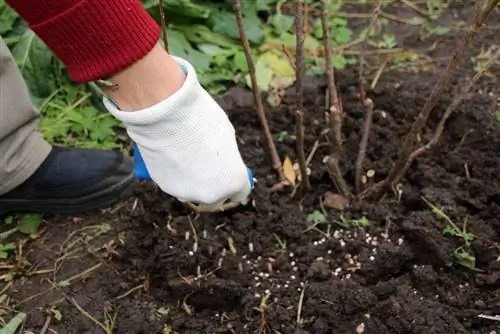 fertilizzanti per arbusti