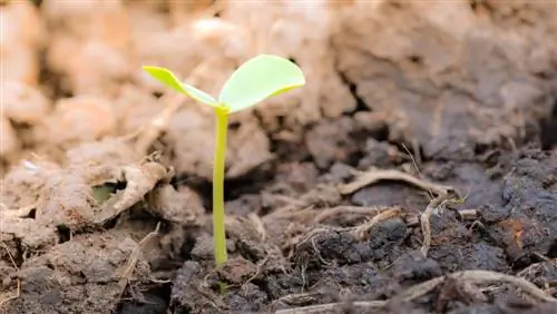 Voortplanting van struike: Suksesvolle metodes vir stokperdjie tuiniers