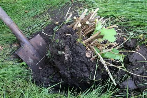 transplanting shrubs