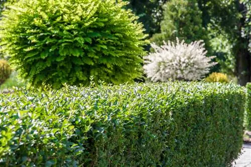 Shrubs as hedges: The best types for your garden