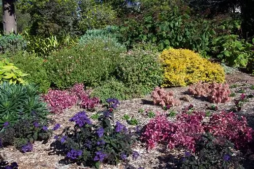 Creating a shrub bed: tips for colors, height and types