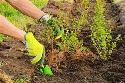 shrub-plant distance