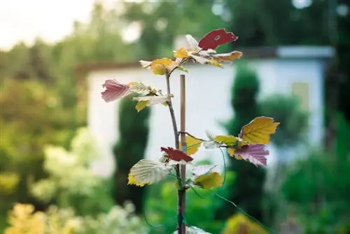 shrub species