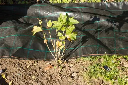 struiken-planten-herfst