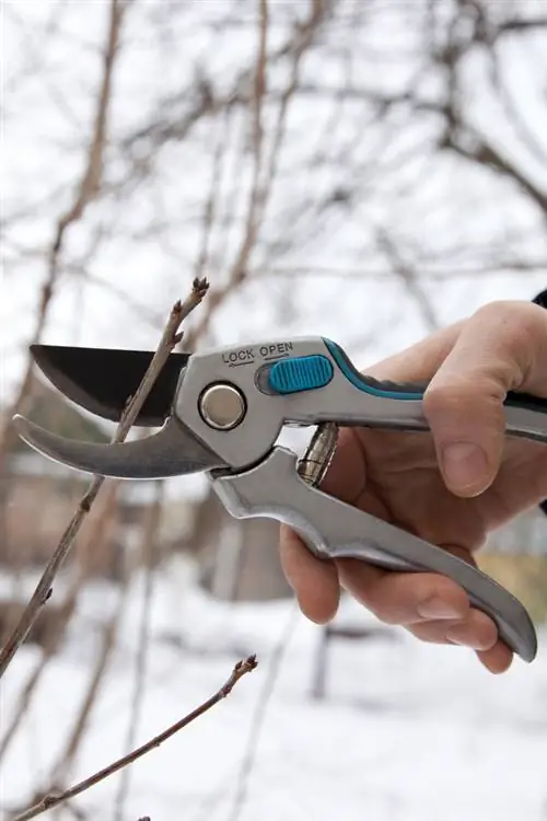 cutting shrubs when there is frost