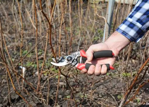 tagliare gli arbusti in autunno