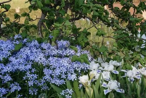 Planting under shrubs: How to set accents in the garden