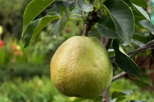 Successfully cutting a columnar pear: Here's how to do it