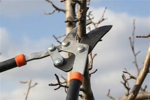 Couper les abricots en forme de colonne : conseils pour un entretien et un rendement optimaux