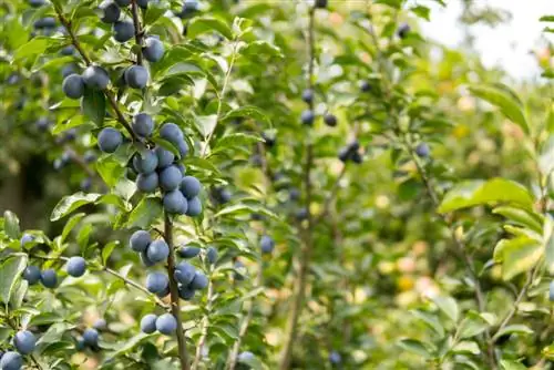 Column plums: Popular varieties and planting instructions