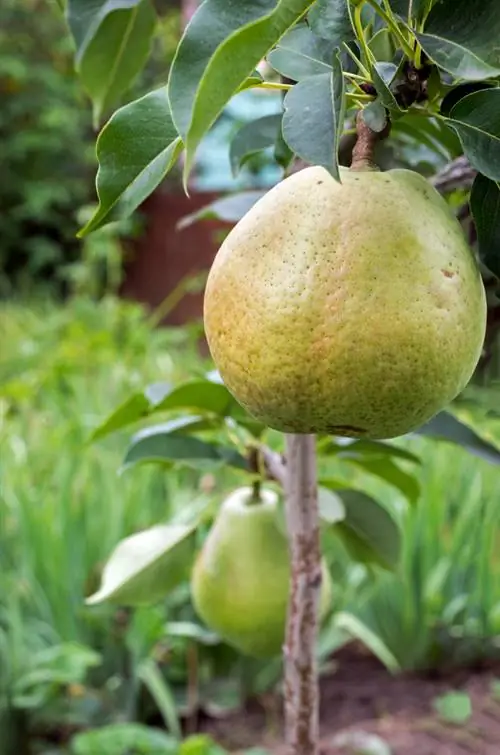 Columnar pear varieties: Which ones are ideal for the garden and balcony?