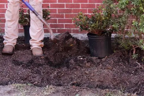 bila-menanam pokok renek