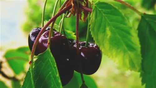 Columnar cherry: Aina bora zaidi kwa bustani yako