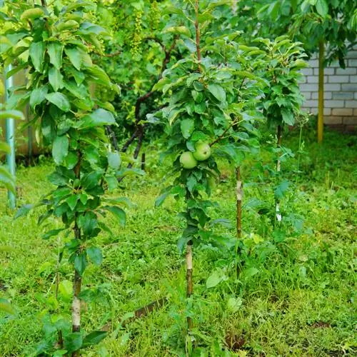 Zuilvormig fruit Afstand tot buren: Waar moet je rekening mee houden?