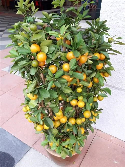 Frutti colonnari sul balcone: consigli per una coltivazione di successo