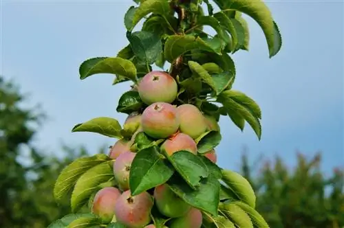 columnar fruit yield